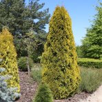 Tuja západná (Thuja occidentalis) ´GOLDEN SMARAGD´® - výška 20-30 cm, kont. C2L